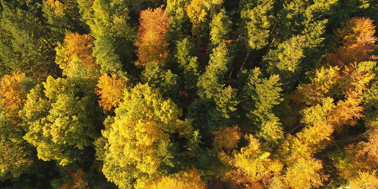 La Forêt-Noire revêt peu à peu ses couleurs d’automne.