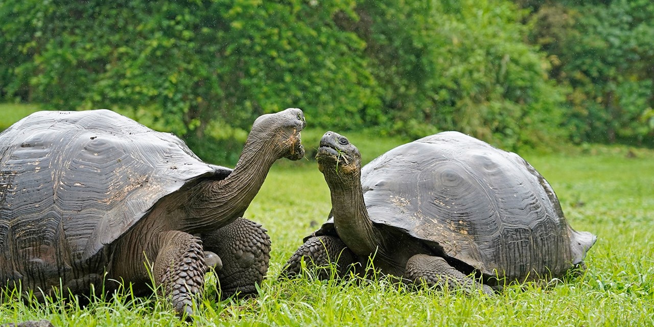 Giant Galapagos tortoises