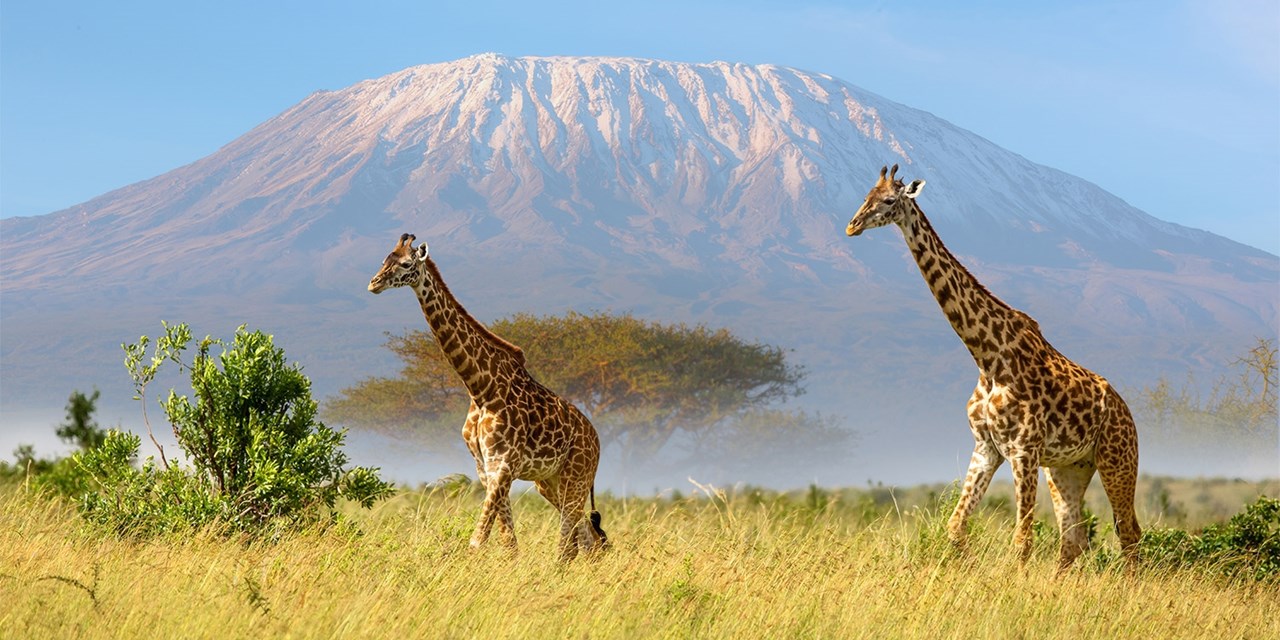 Giraffes roaming in the shadow of Mount Kilimanjaro