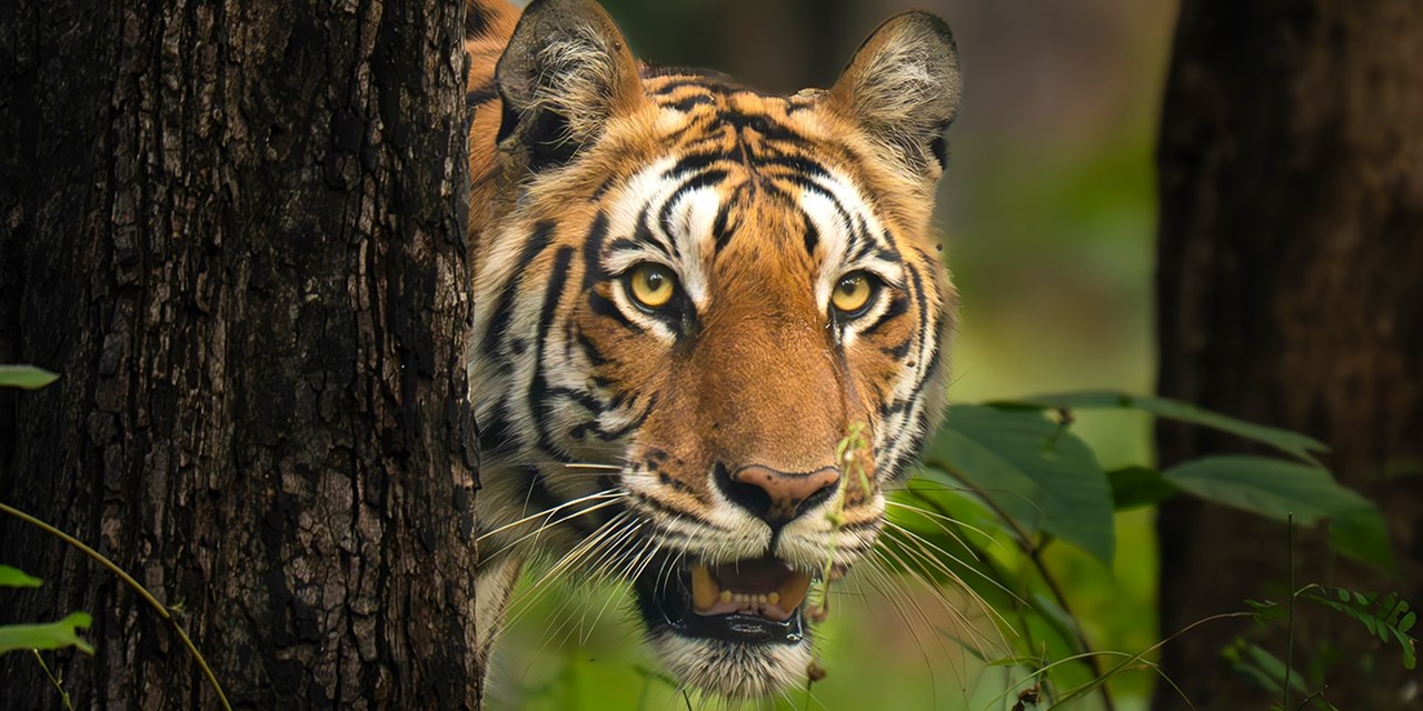 A tiger in Pench National Park