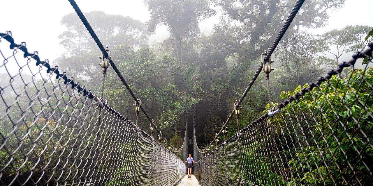 Traverse hanging bridges through cloud forests