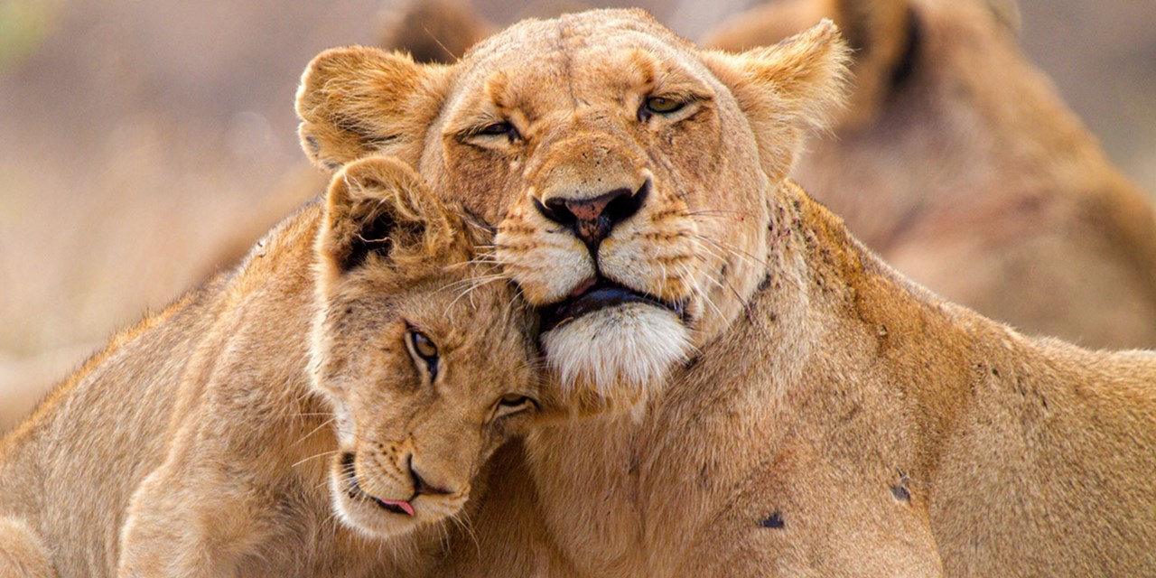 A pair of lions in Kruger National Park