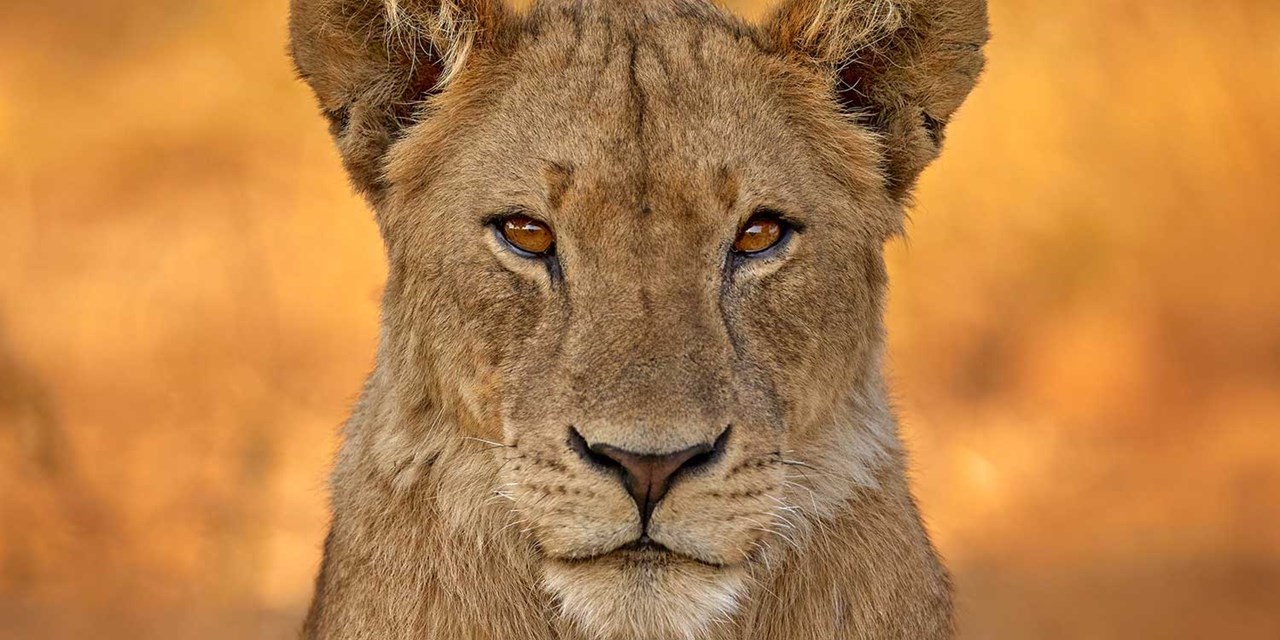 A lion looking directly ahead at Kruger National Park
