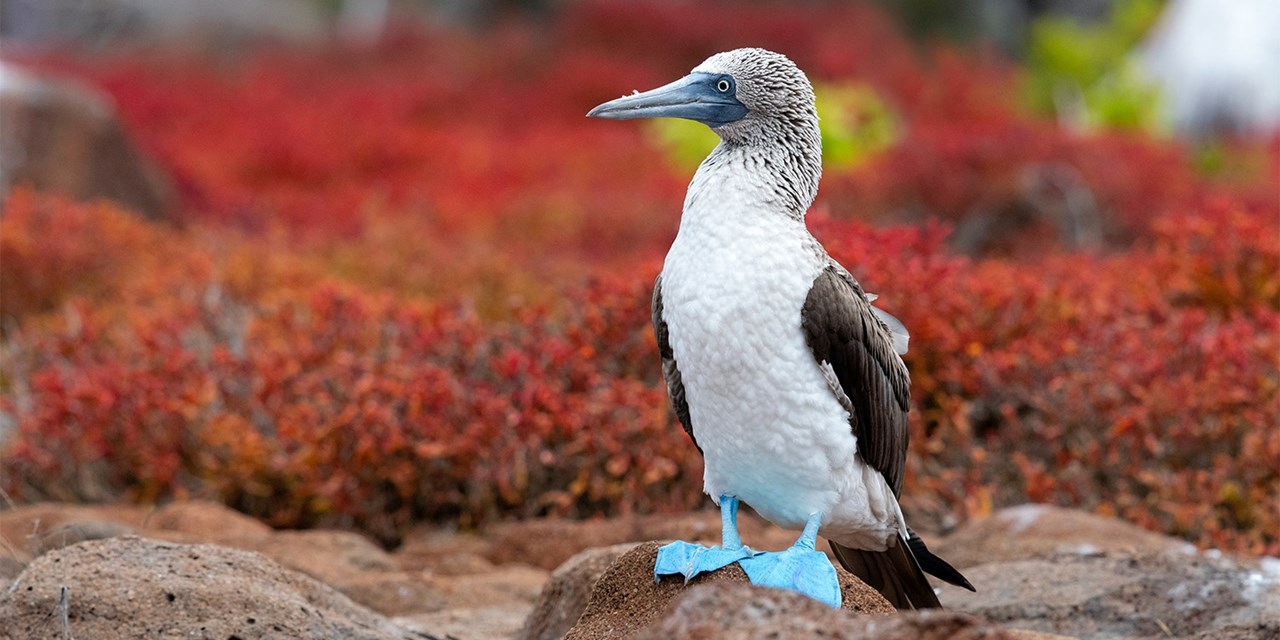 A blue-footed booby in the Galapagos Islands