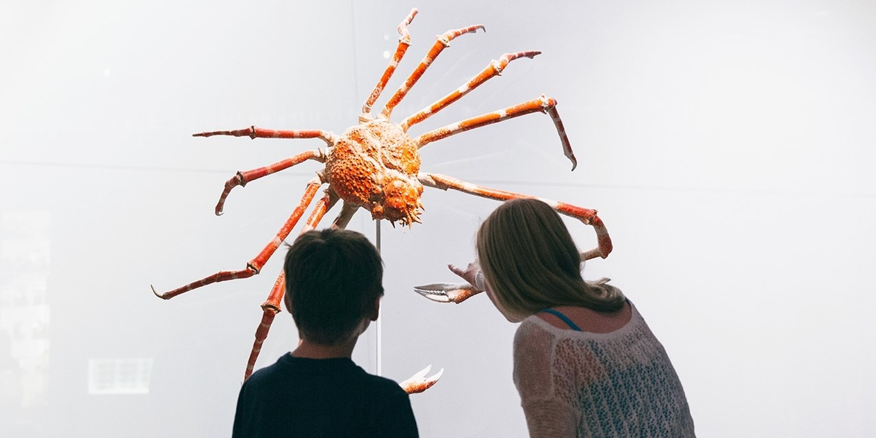 Admission to Toronto's ROM