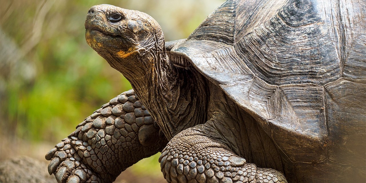 Ecuador con Amazonas y Galápagos, hasta -800€