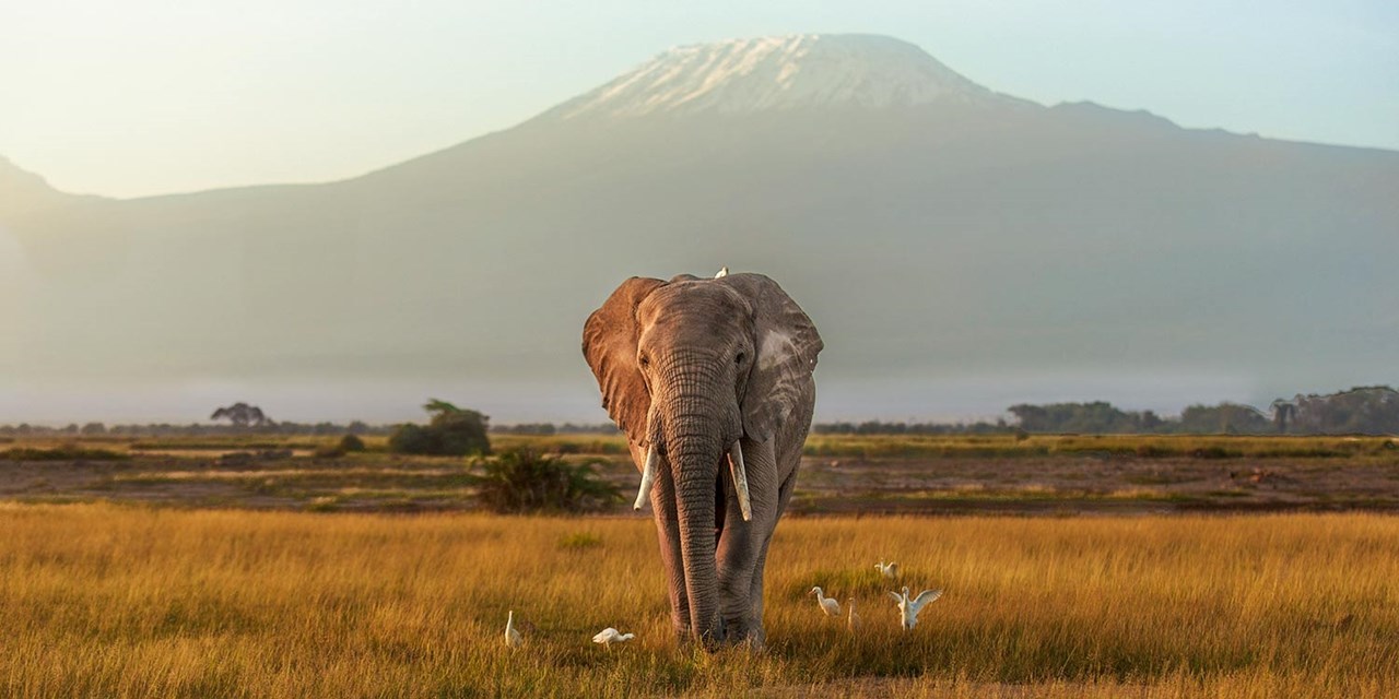 Safari en el Parque Nacional Amboseli con el Kilimanjaro de fondo