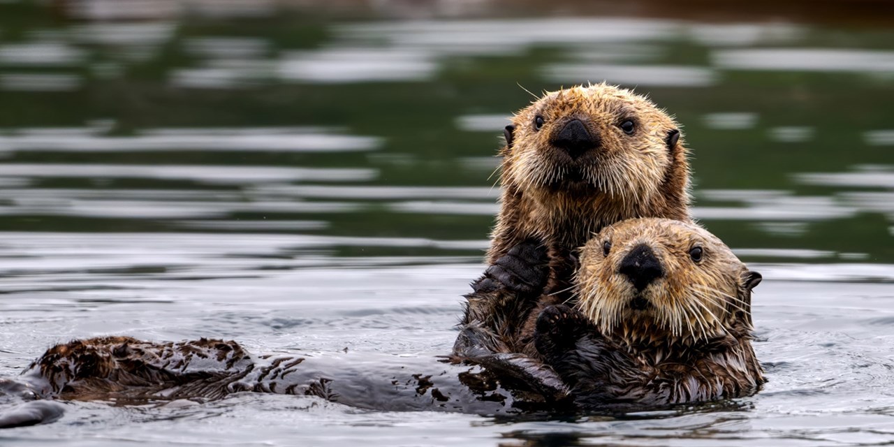 Spot otters, whales and more on the eco-tour