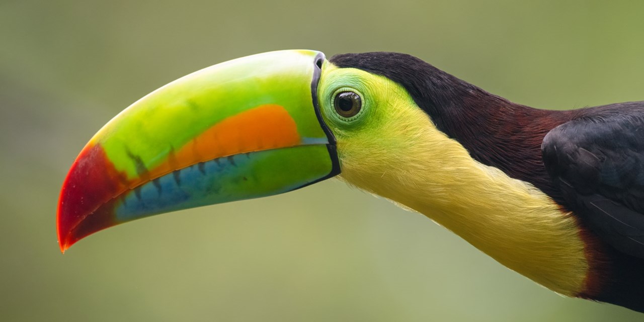 Tucán de pico iris. Es una de las aves más fotografiadas del país y puede encontrarse en selvas, bosques tropicales y zonas cercanas a parques nacionales