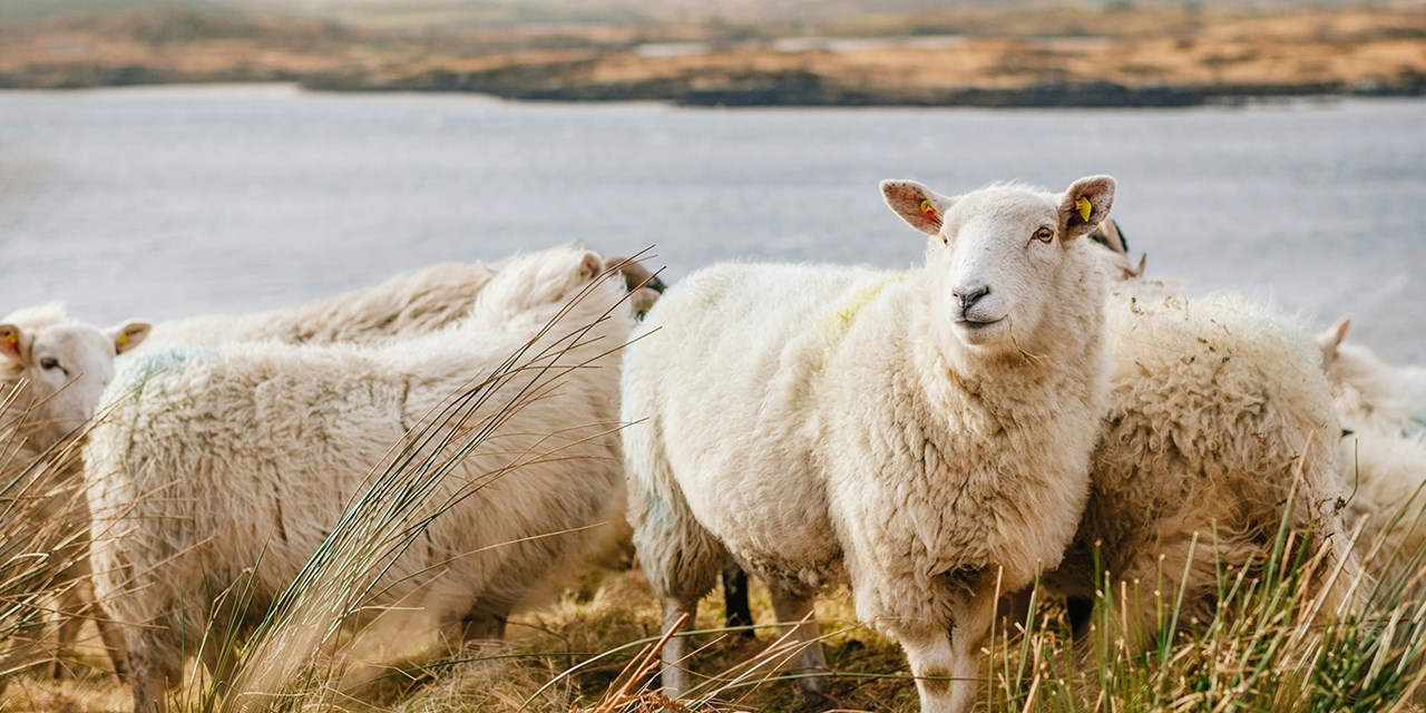 Guided Ireland vacation w/flights