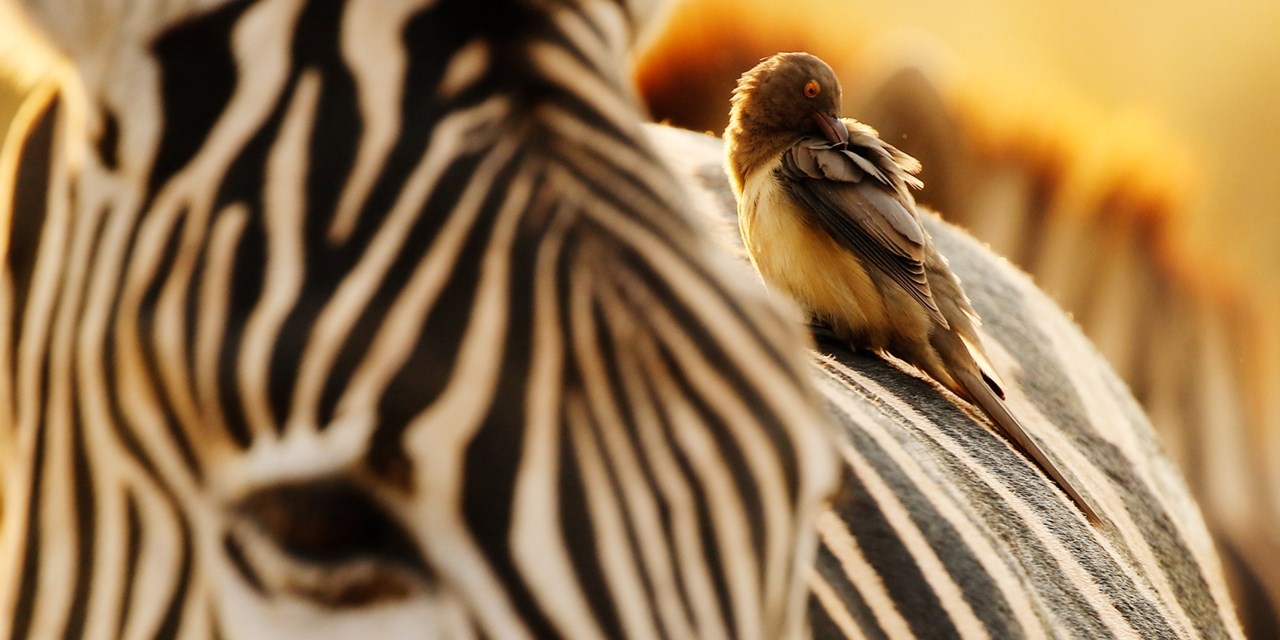Africa: 30-nt safari, private rail & all-inc Azamara