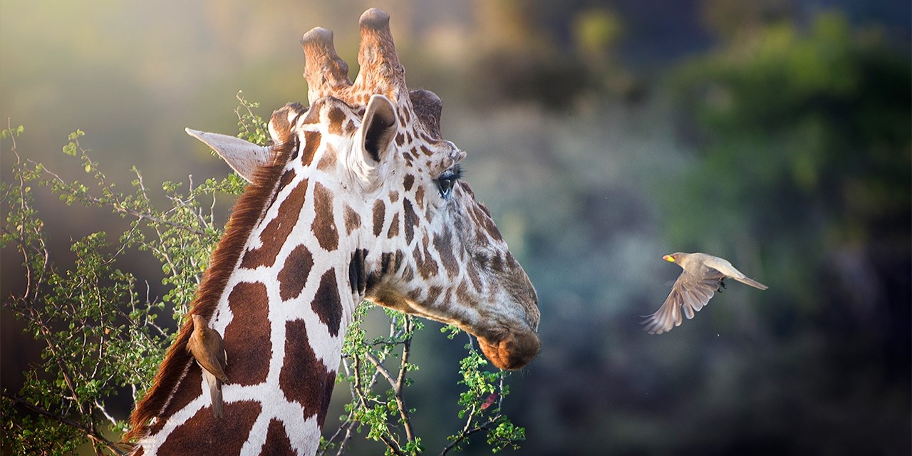 Spot giraffes on game drives