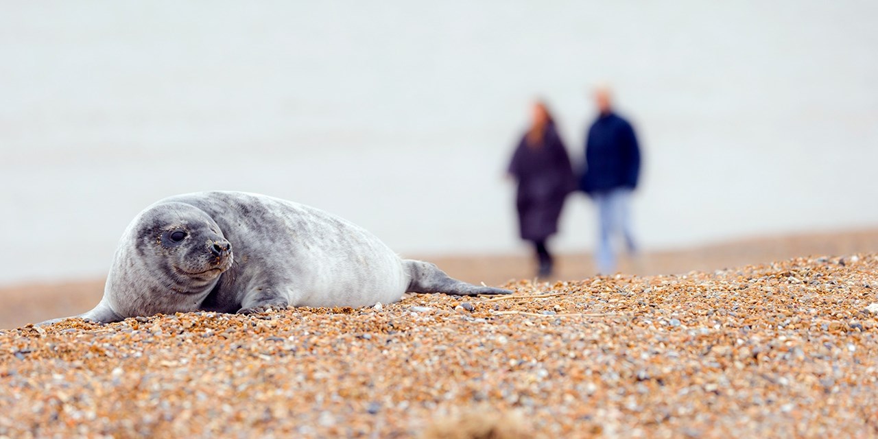 Blakeney Point is home to England's largest grey seal colony