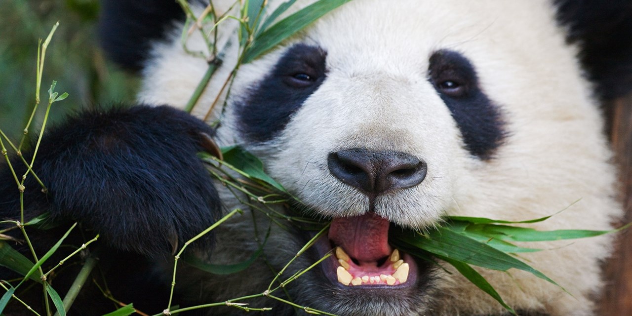 Sie besuchen die weltweit größte Panda-Aufzuchtstation in Chengdu | Travelzoo