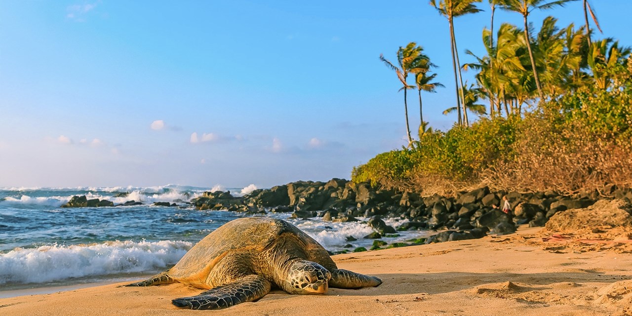 You'll feel like this sea turtle after a day of touring