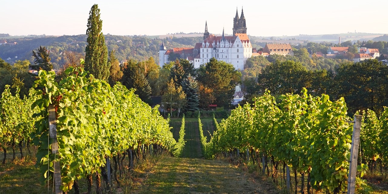 Weinberge in Meißen | Travelzoo