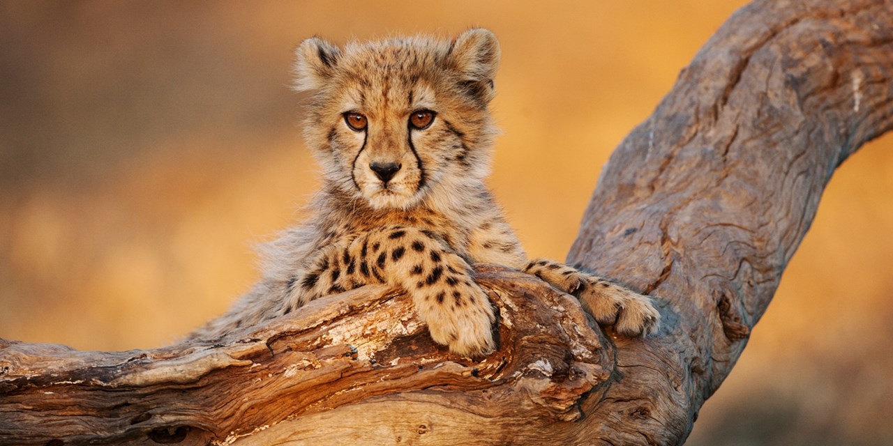 50% off 21-day, 3-country & 4-safari Africa tour