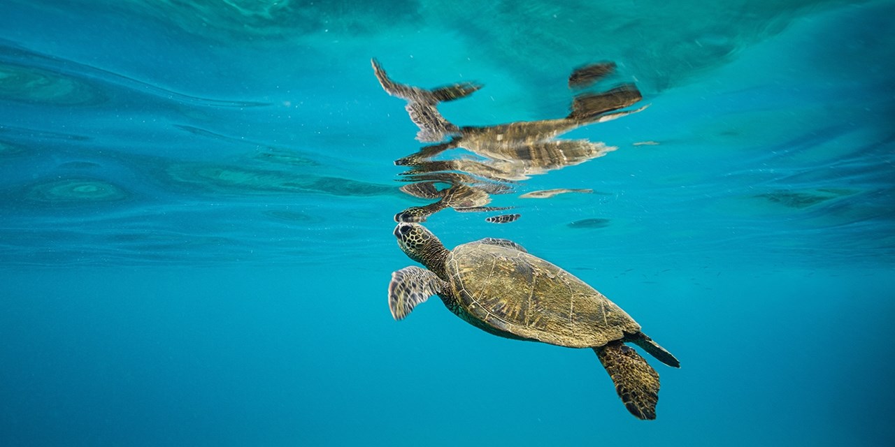 How can you resist swimming with these guys?