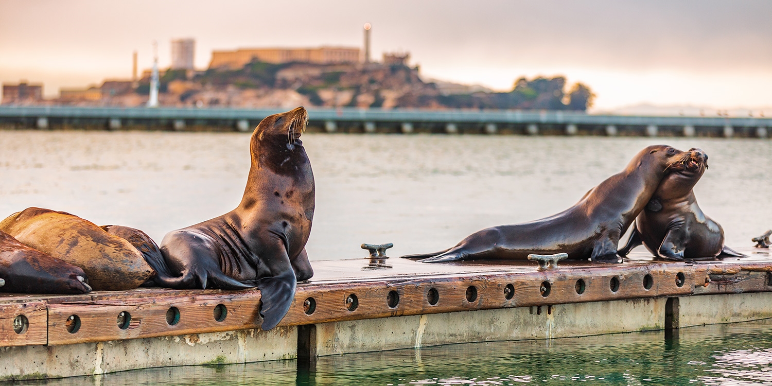 Spot sea lions near Pier 39 (about a 5-minute walk from the hotel)