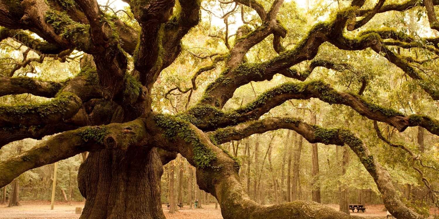 Visit Angel Oak, purported to be the largest live oak tree east of the Mississippi