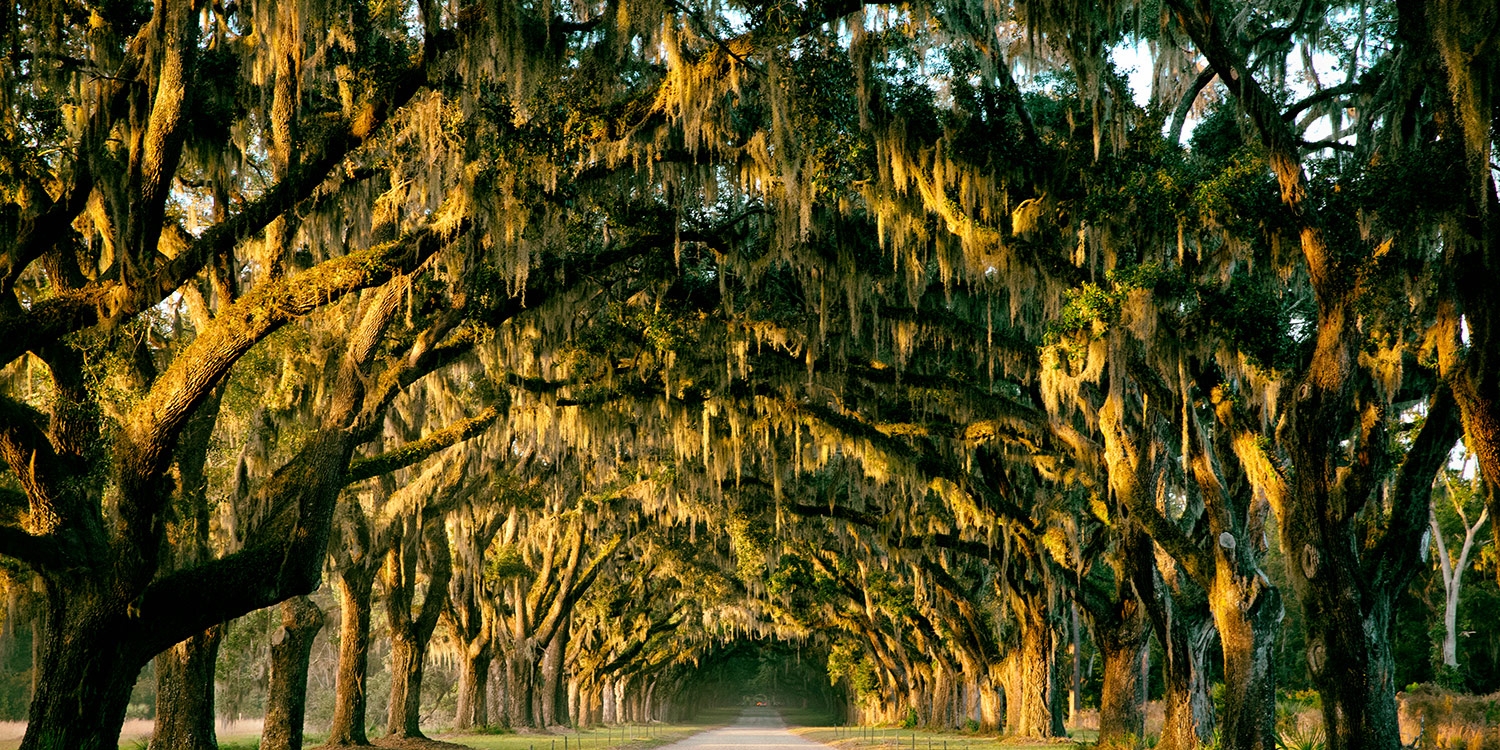 Spanish moss drapes over Savannah’s ancient oaks, turning every walkway into a Southern postcard