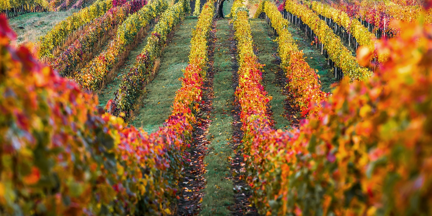 Visit the many wineries in the Paso Robles area