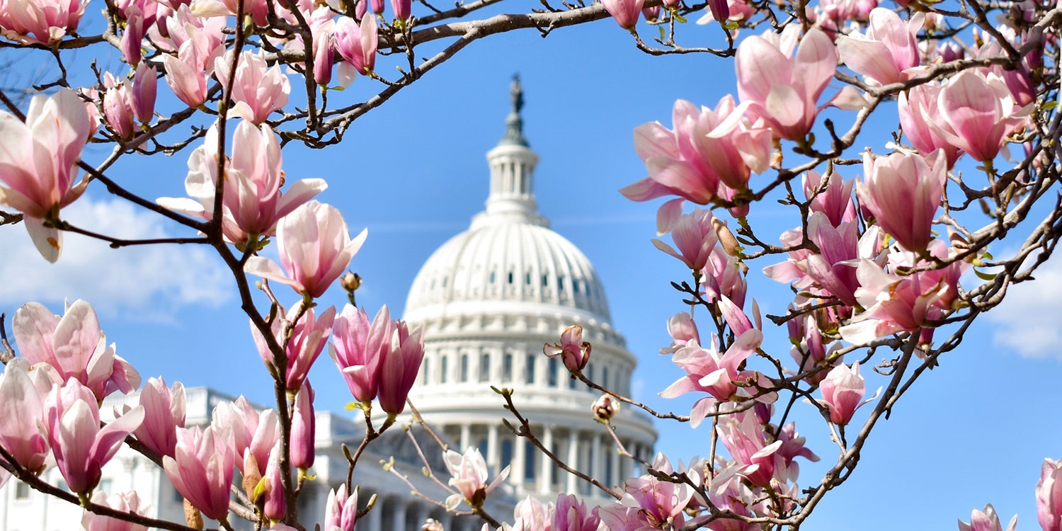 This offer includes prime cherry blossom dates