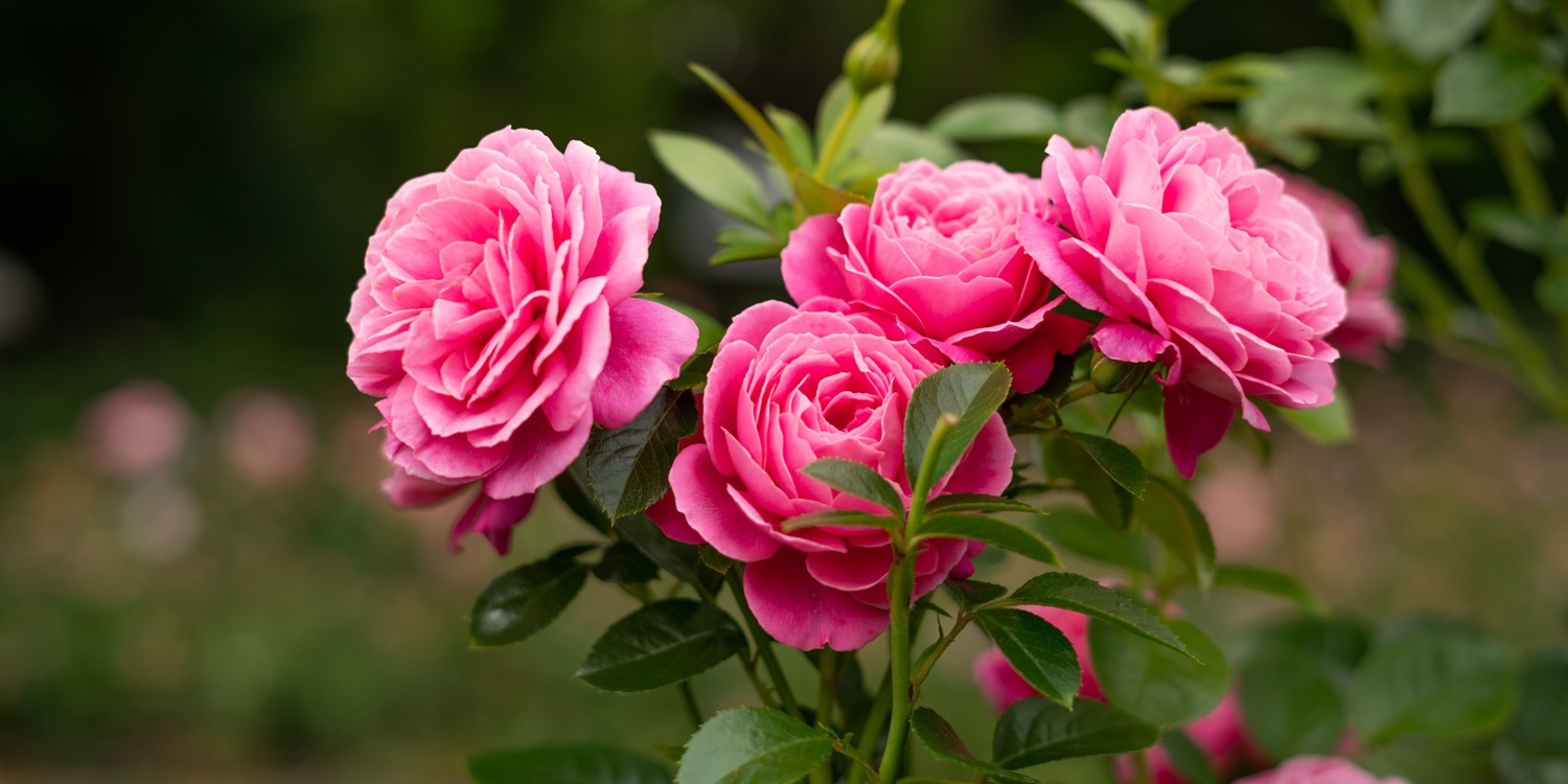 Queen Mary's Gardens in Regent's Park house the largest collection of roses in London