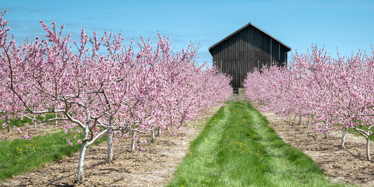 Cherry and peach blossoms in Niagara on the Lake