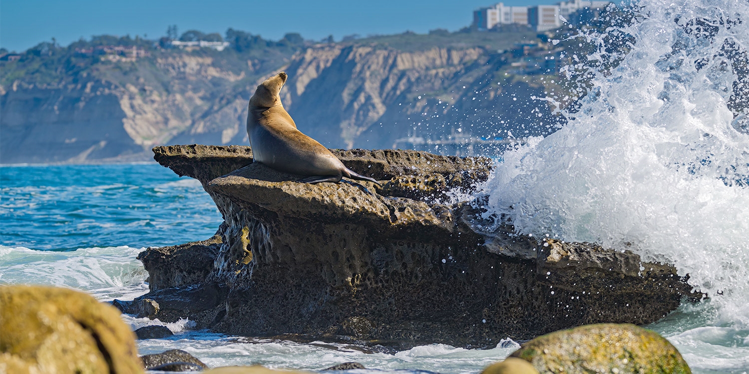 Easily view sea lions along the coast by taking the hotel's free shuttle service 