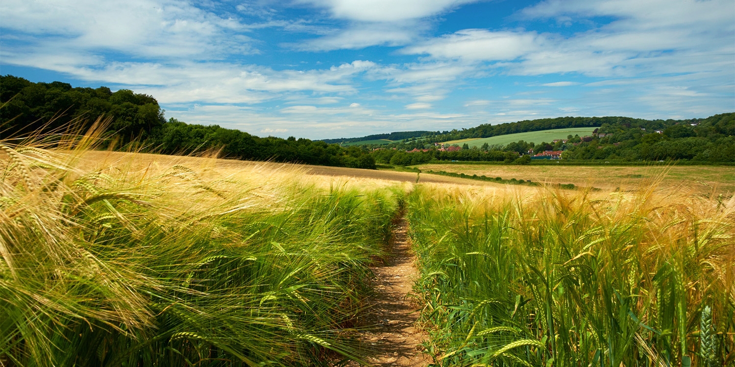 Ramble through the countryside of the neighbouring Chiltern Hills