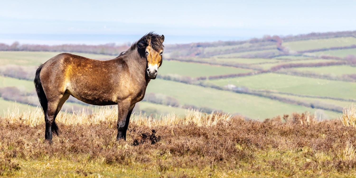 Discover Devon's countryside from Woodford Bridge Country Club