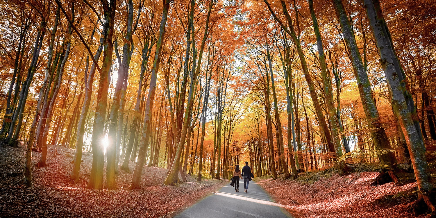 Explore the New Forest National Park