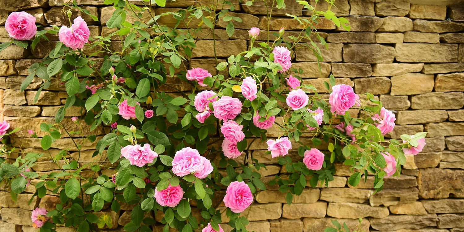Enjoy Oxfordshire in full bloom with stays through to October